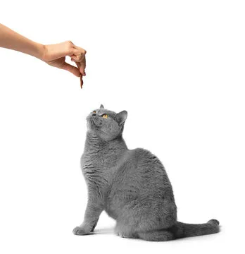 猫头鹰教授 Professor Hoot